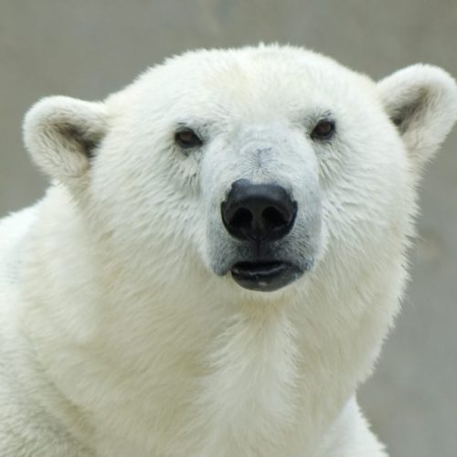 Polar Bear