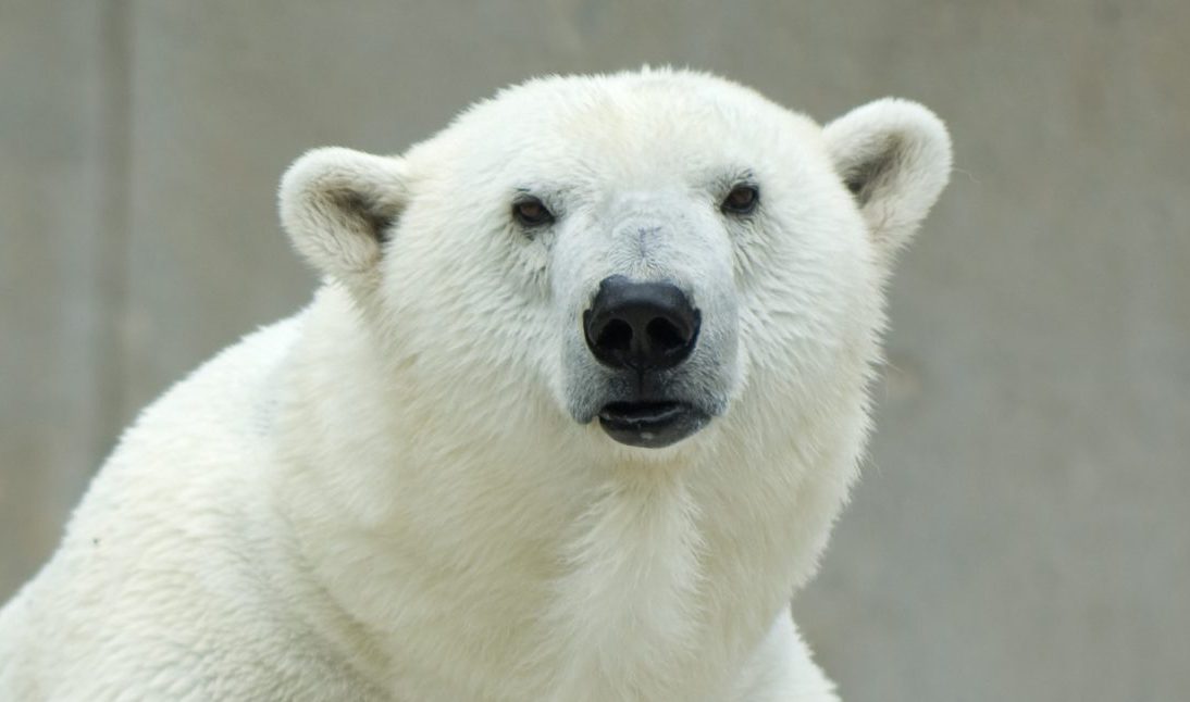 Polar Bear