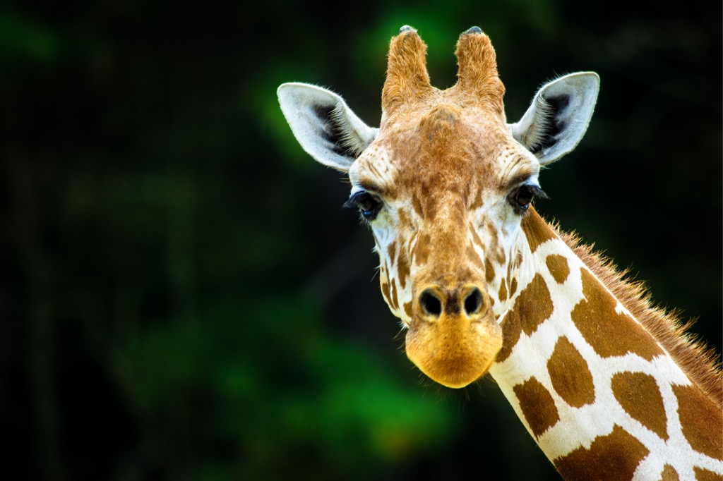 Giraffe